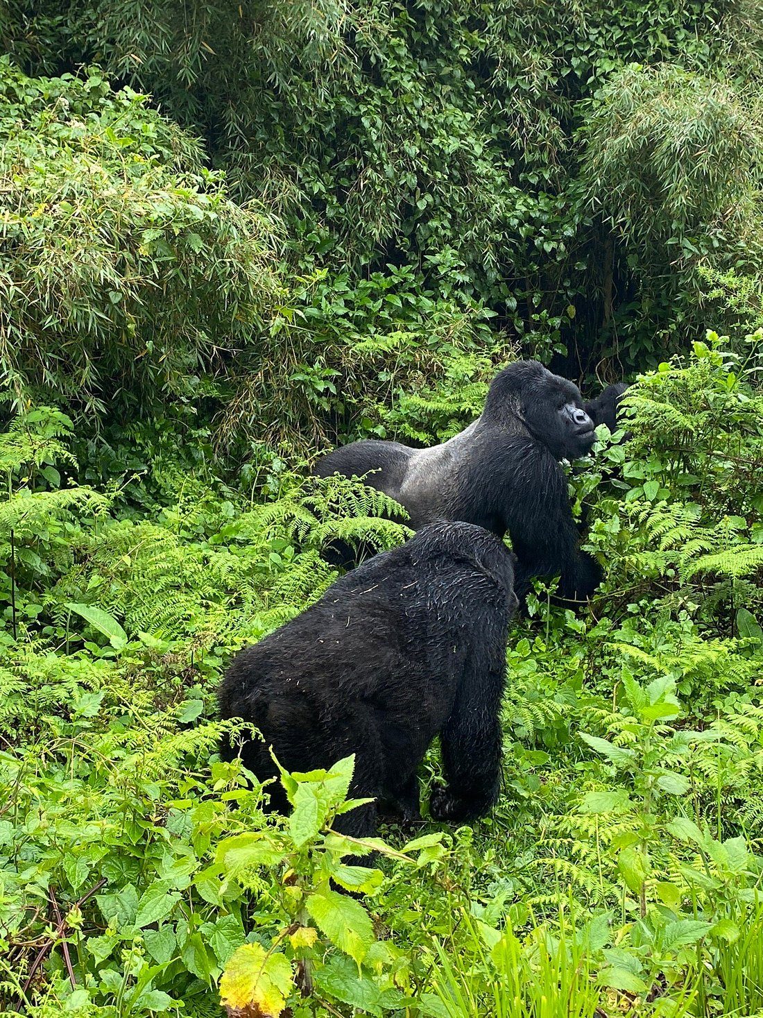 What can I pack on 7 Days Uganda safari vacation 
